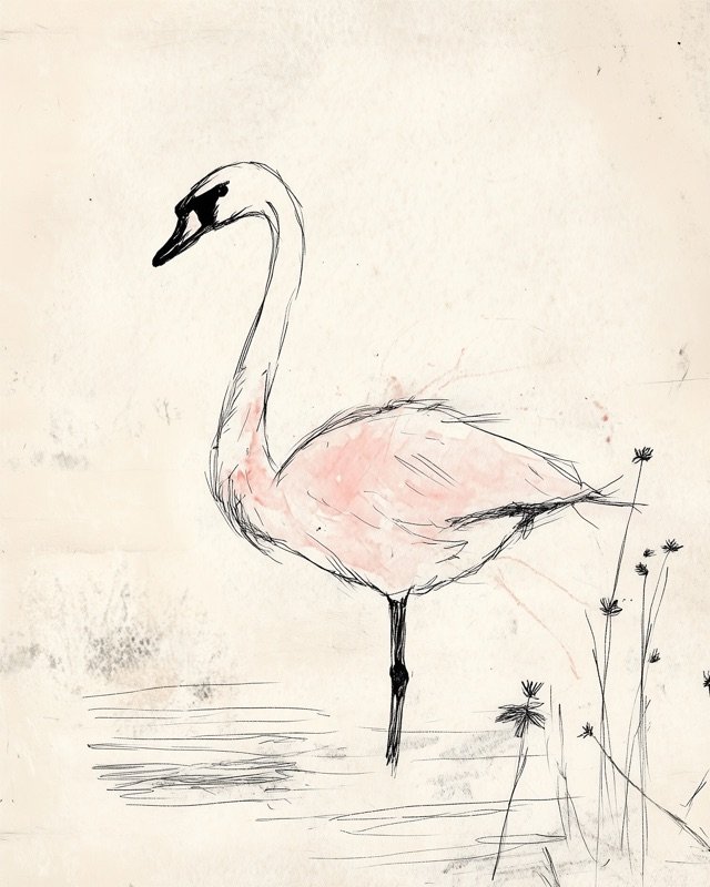 Delicate ink sketch of a swan standing in full poise on a quiet shoreline